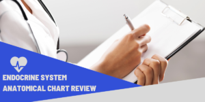 Endocrine System Anatomical Chart reveiw banner